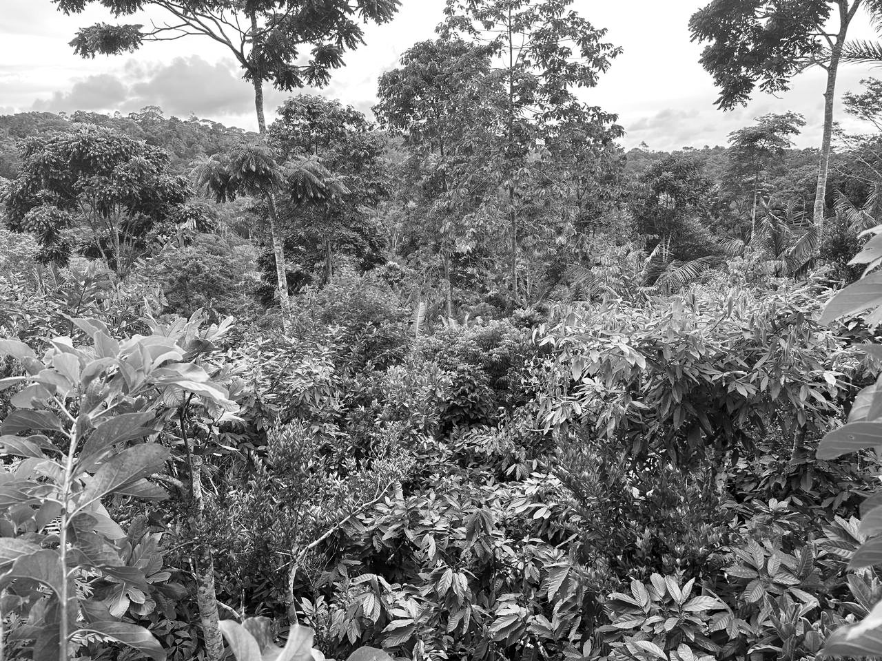 Dense, layered planting: broad-leaved shrubs and young fruit trees in front, tall slender trees rising above them, and forested hills under a cloudy sky beyond.