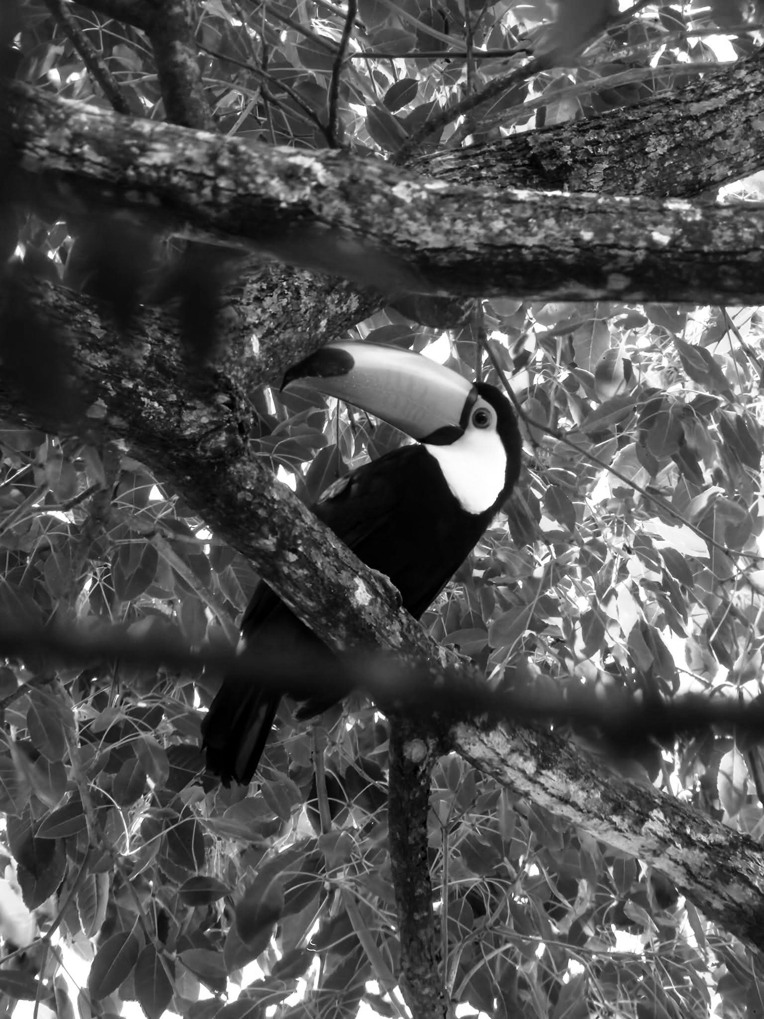 A toucan with a huge bill, a dark body and a pale throat perches on a lichen-covered branch among leaves.